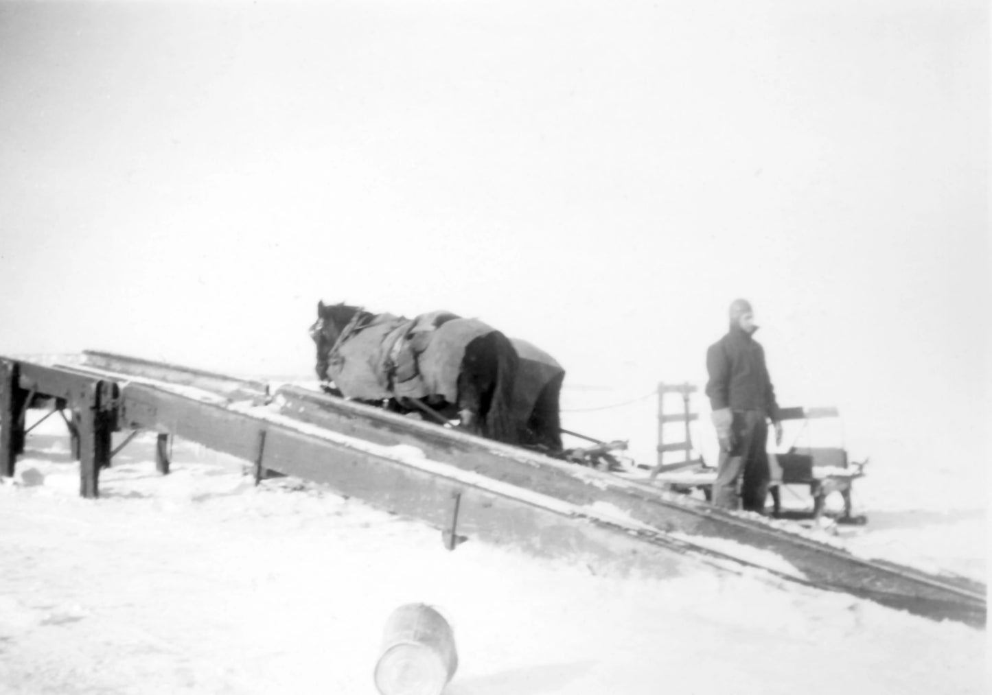 Chevaux et coupeur de glace