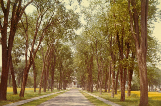 Avenue menant à l'ancienne résidence Ste-Thérèse.