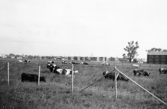 Vaches de Longue-Pointe