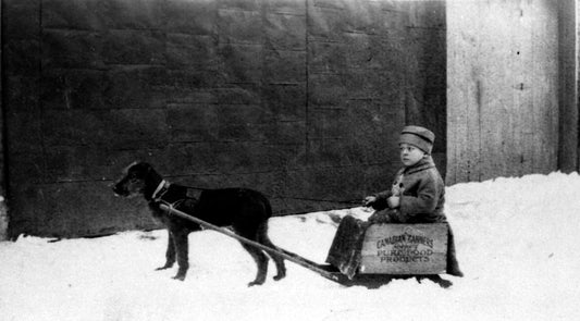 Enfant dans un traineau tiré par un chien